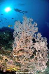 Gorgonia in Bunaken Park by Alberto D'este 
